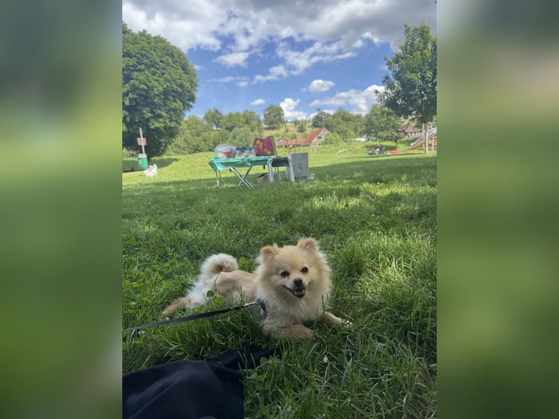 Hund sucht nach einem zuhause