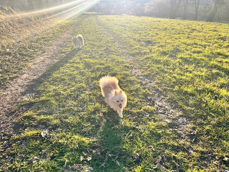 Hund sucht nach einem zuhause