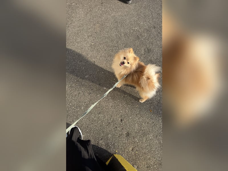 Hund sucht nach einem zuhause