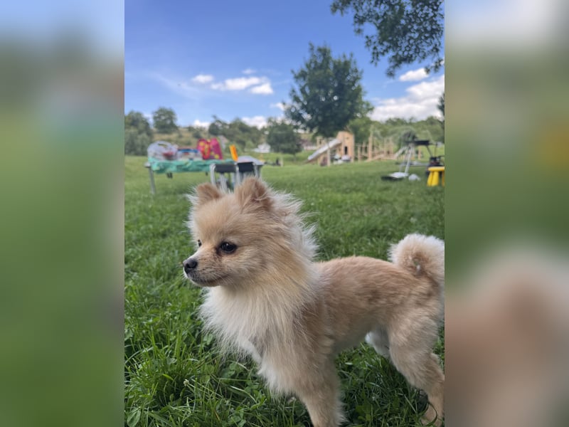 Hund sucht nach einem zuhause