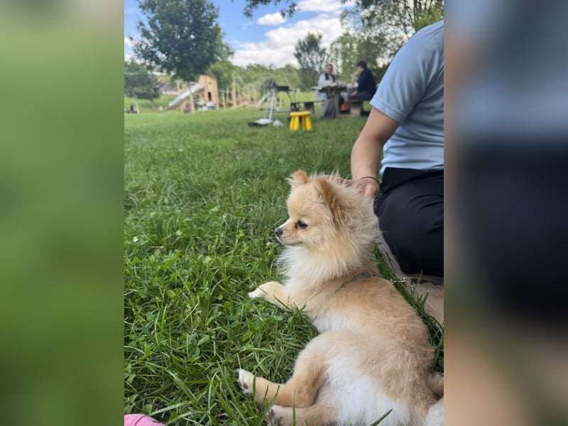 Hund sucht nach einem zuhause