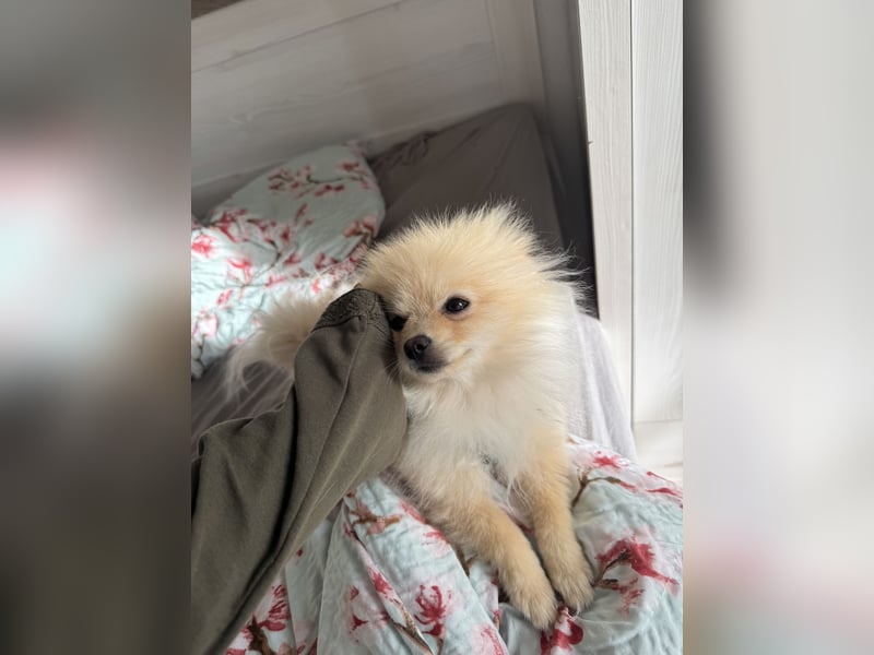 Hund sucht nach einem zuhause