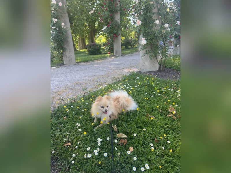 Hund sucht nach einem zuhause
