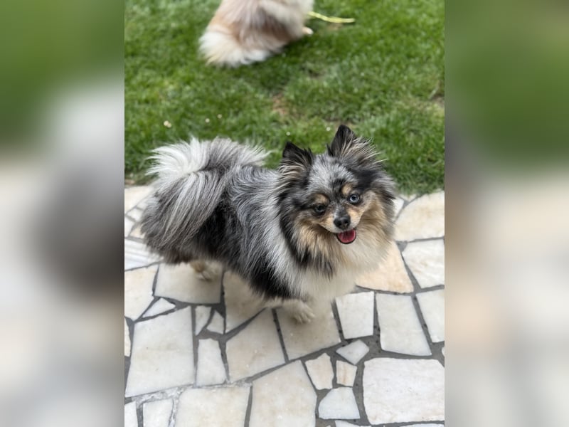 Gretel: reinrassige Zwergspitz (Pomeranian) Dame in blue merle & tan