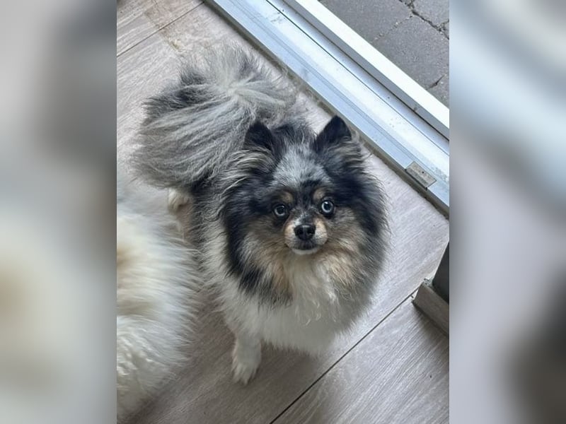 Gretel: reinrassige Zwergspitz (Pomeranian) Dame in blue merle & tan