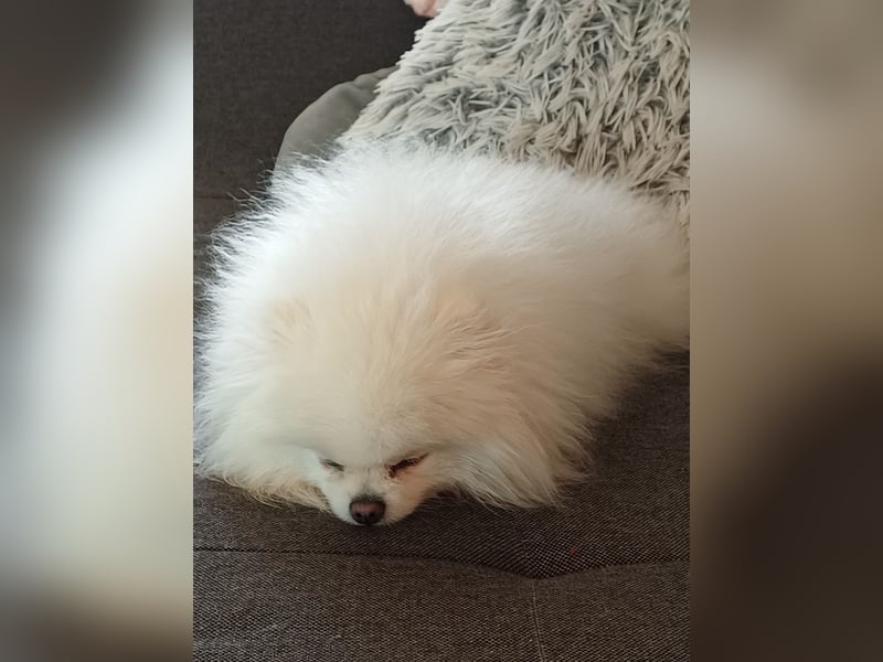 Dringend ein neues Zuhause gesucht