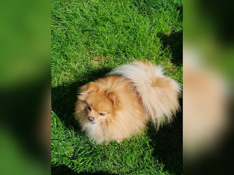Pomeranian Zwergspitz Rüde
