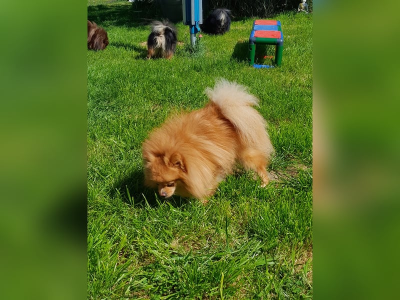 Pomeranian Zwergspitz Rüde