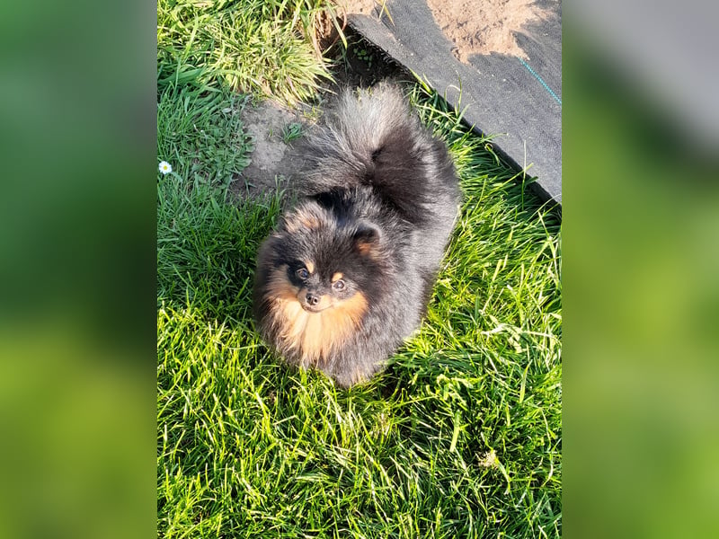 Pomeranian Zwergspitz Hündinnen