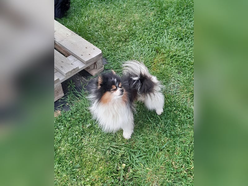 Zuchtverkleinerung Zwergspitz Pomeranian Rüde