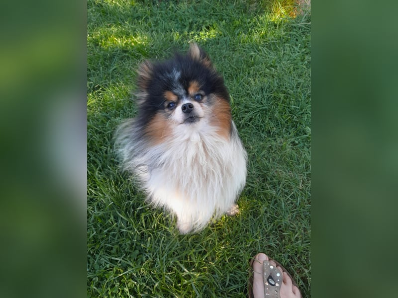 Zuchtverkleinerung Zwergspitz Pomeranian Rüde
