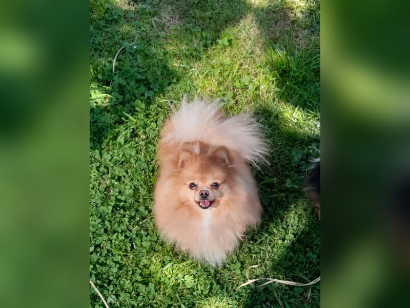 Pomeranian Zwergspitz Rüde