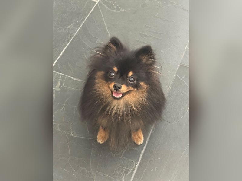 Pomeranian Zwergspitz Hündinnen
