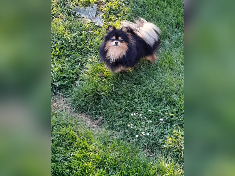 Pomeranian Zwergspitz Hündinnen