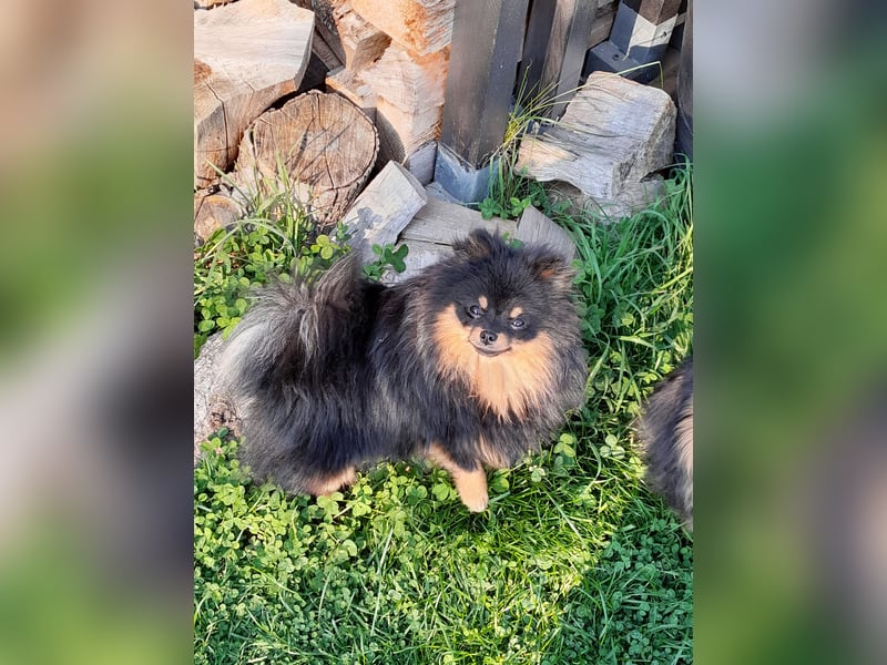 Pomeranian Zwergspitz Hündinnen