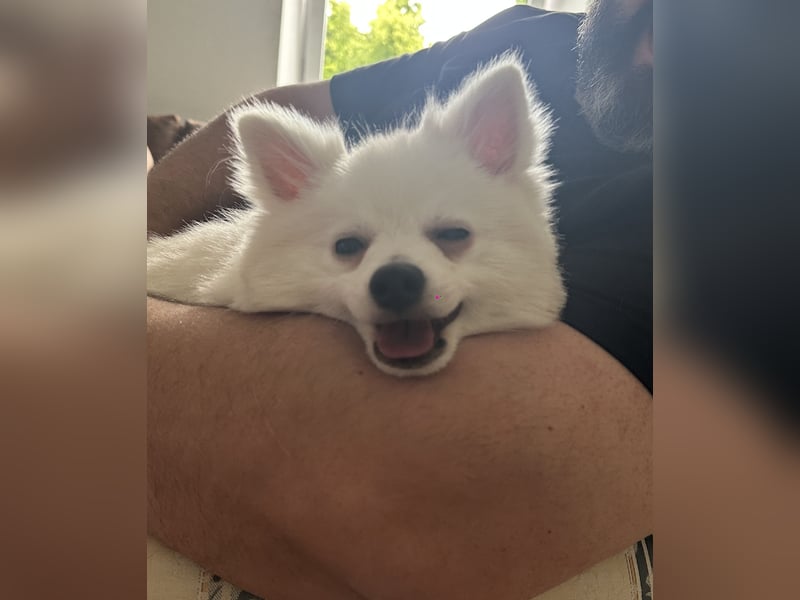 Liebevoller Hund Totti sucht neues Zuhause
