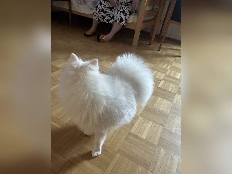 Liebevoller Hund Totti  sucht neues Zuhause