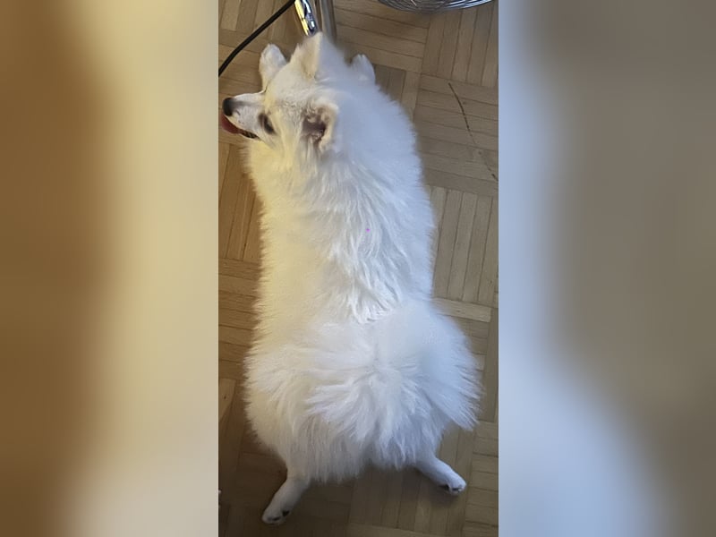 Liebevoller Hund Totti sucht neues Zuhause