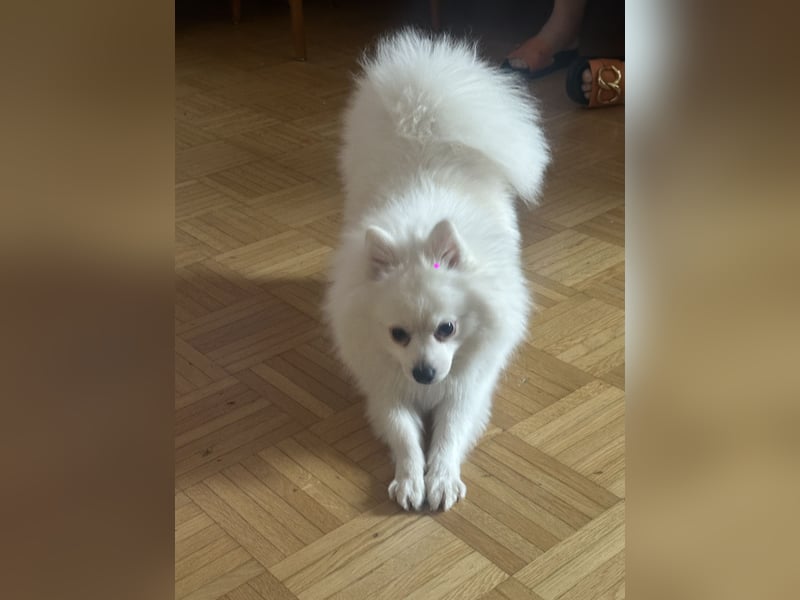 Liebevoller Hund Totti sucht neues Zuhause