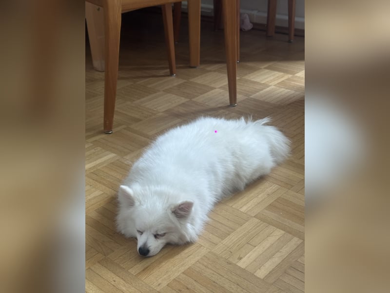 Liebevoller Hund Totti sucht neues Zuhause