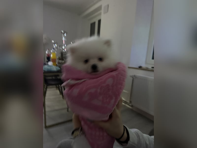 Liebevoller Hund Totti sucht neues Zuhause