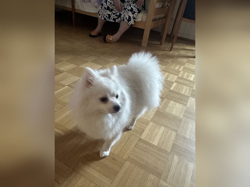 Liebevoller Hund Totti  sucht neues Zuhause