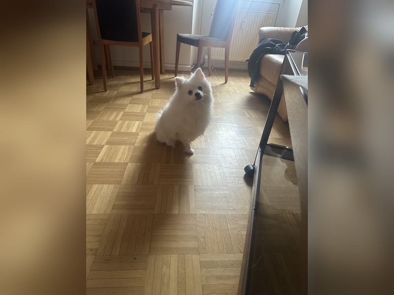 Liebevoller Hund Totti sucht neues Zuhause