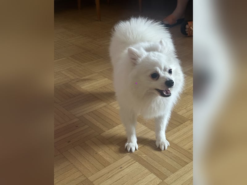 Liebevoller Hund Totti sucht neues Zuhause