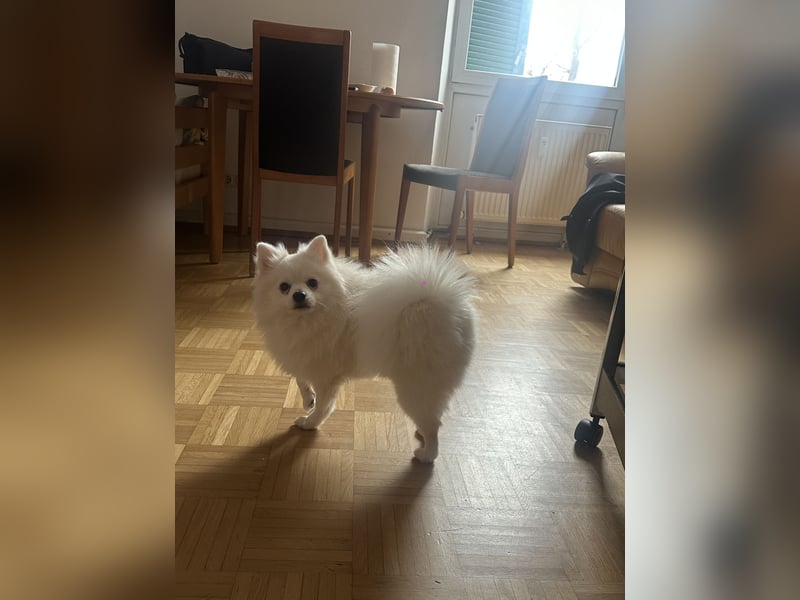 Liebevoller Hund Totti sucht neues Zuhause
