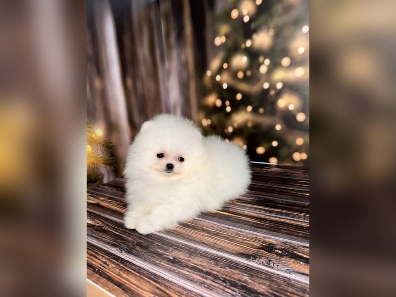 Wunderschöne Pomeranian Zwergspitz Welpen suchen liebevolle Familien