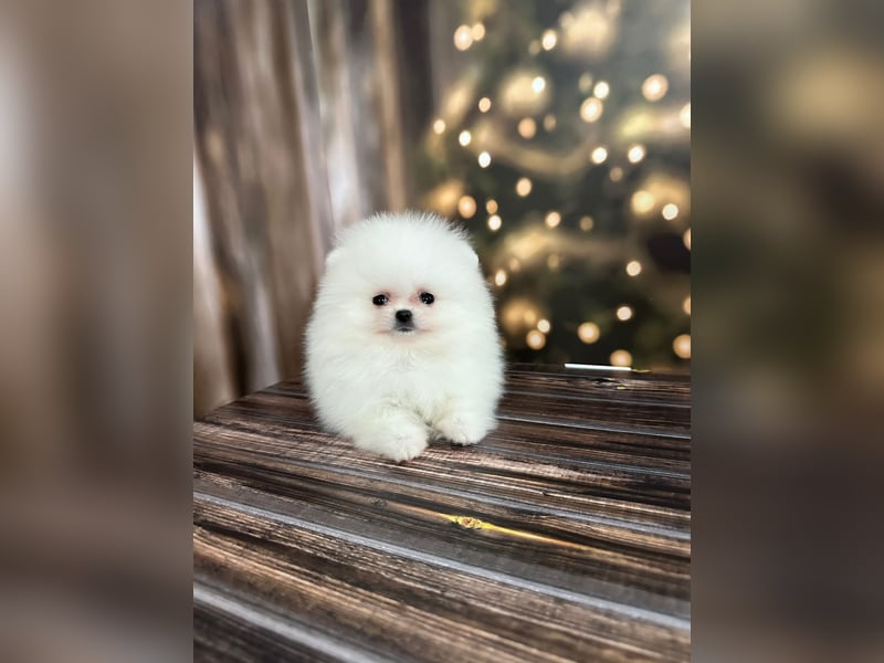 Wunderschöne Pomeranian Zwergspitz Welpen suchen liebevolle Familien