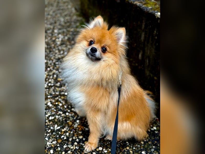 Simba - 1- Jähriger Zwergspitz sucht sein Für-immer-Zuhause.