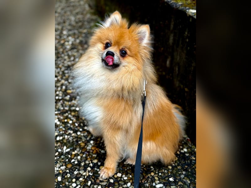 Simba - 1- Jähriger Zwergspitz sucht sein Für-immer-Zuhause.