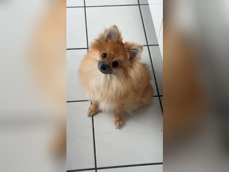 Simba - 1- Jähriger Zwergspitz sucht sein Für-immer-Zuhause.