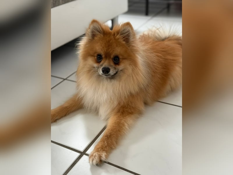 Simba - 1- Jähriger Zwergspitz sucht sein Für-immer-Zuhause.