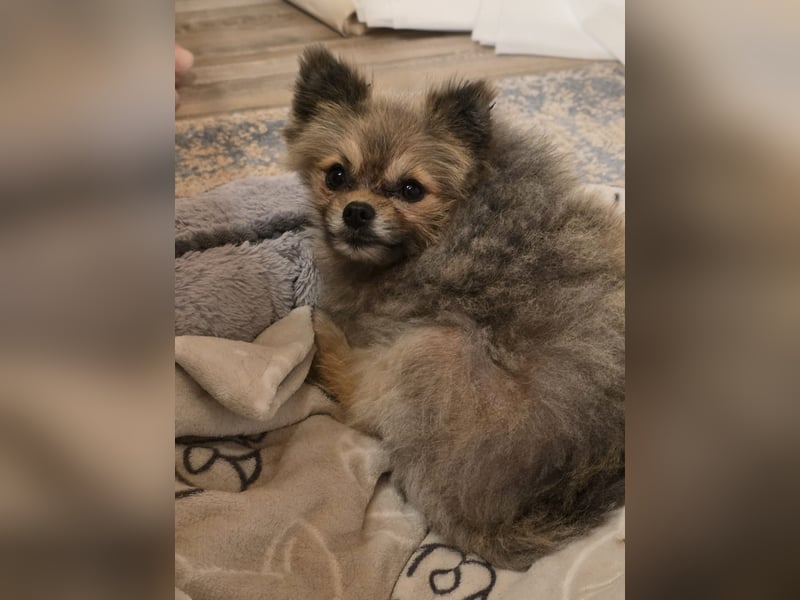 Pomeranian Maki verträglich verschmust verspielt