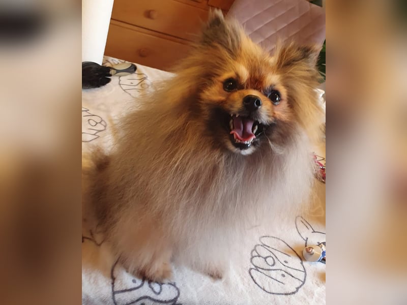 Pomeranian Maki verträglich verschmust verspielt