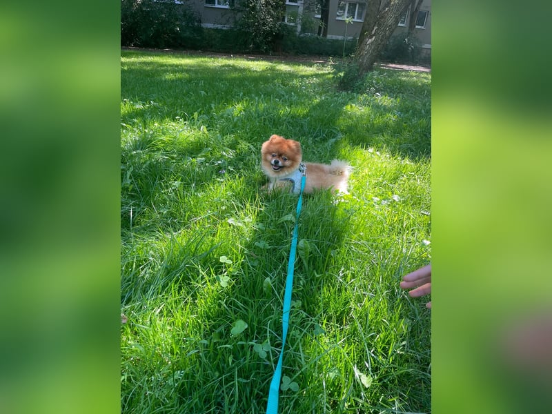 Fluffy - Herzensbrecher auf vier Pfötchen sucht sein Für-Immer-Zuhause