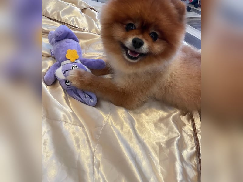 Fluffy - Herzensbrecher auf vier Pfötchen sucht sein Für-Immer-Zuhause