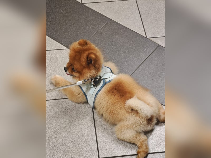 Fluffy - Herzensbrecher auf vier Pfötchen sucht sein Für-Immer-Zuhause