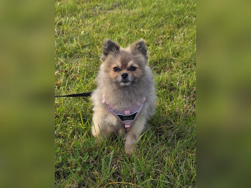 Pomeranian Maki verträglich verschmust verspielt