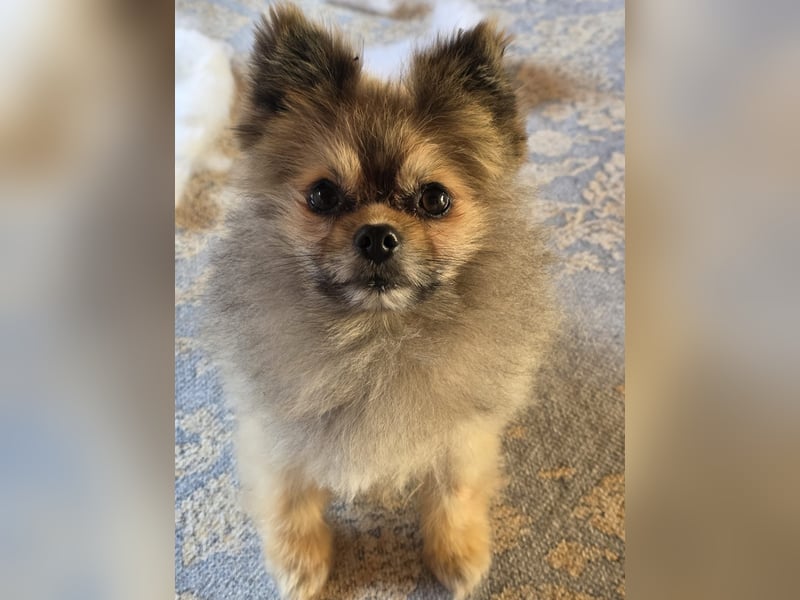Pomeranian Maki verträglich verschmust verspielt