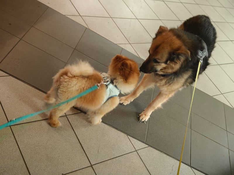 Fluffy - Herzensbrecher auf vier Pfötchen sucht sein Für-Immer-Zuhause
