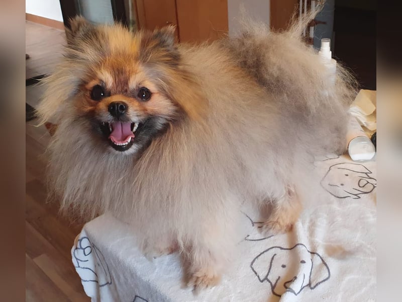 Pomeranian Maki verträglich verschmust verspielt