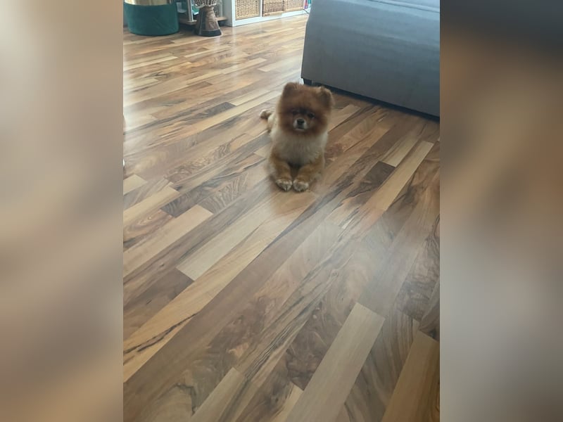 Fluffy - Herzensbrecher auf vier Pfötchen sucht sein Für-Immer-Zuhause