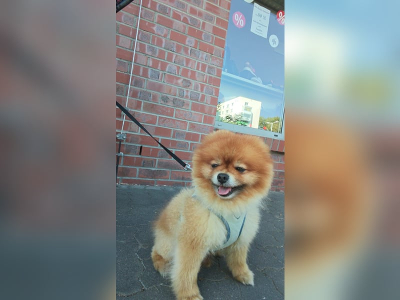 Fluffy - Herzensbrecher auf vier Pfötchen sucht sein Für-Immer-Zuhause