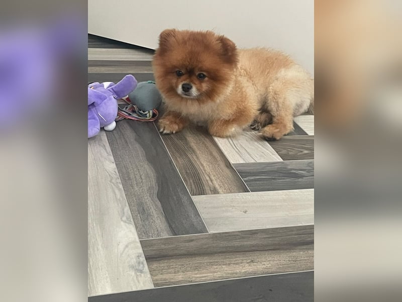 Fluffy - Herzensbrecher auf vier Pfötchen sucht sein Für-Immer-Zuhause