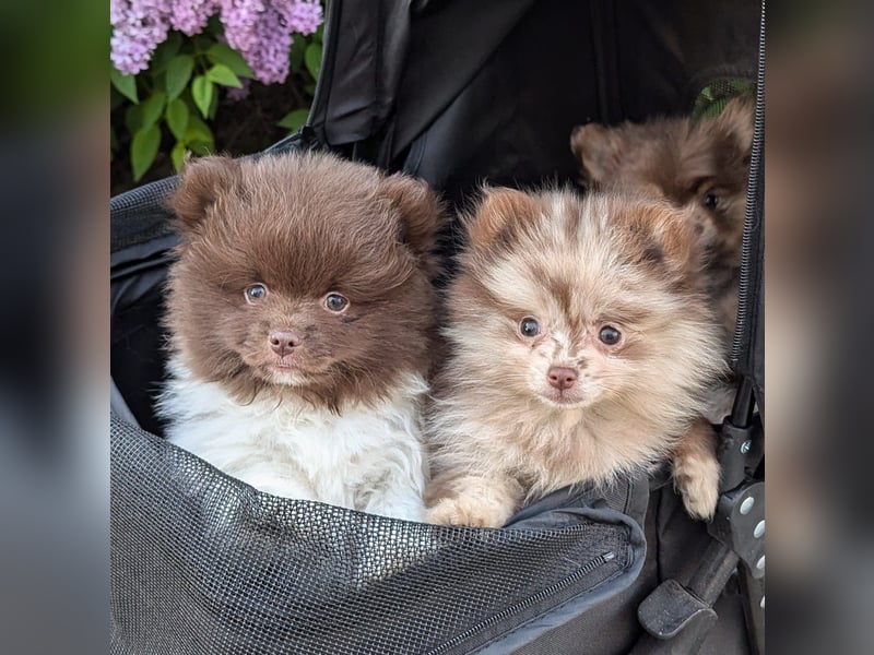 Pomeranian Zwergspitz Welpen exklusive Farben in schoko & merle
