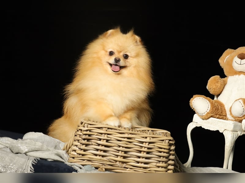 Rüde, Pomeranian mit Stammbaum