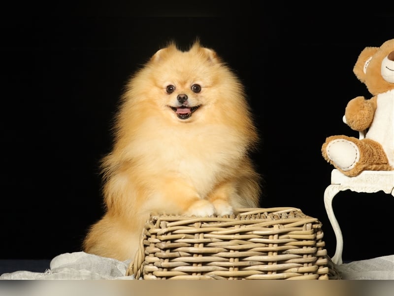 Rüde, Pomeranian mit Stammbaum